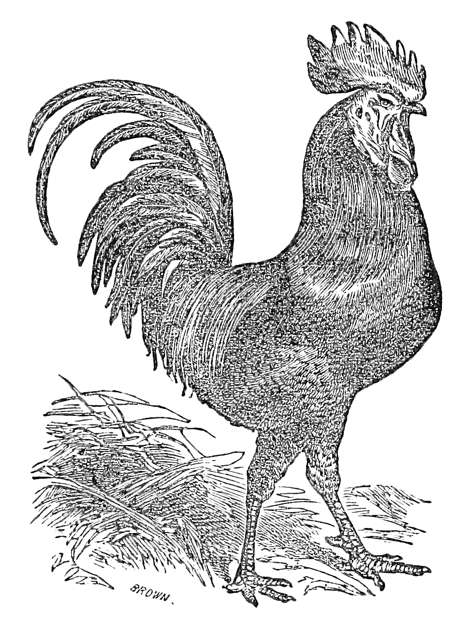 900x1233 Vintage Rooster Drawing