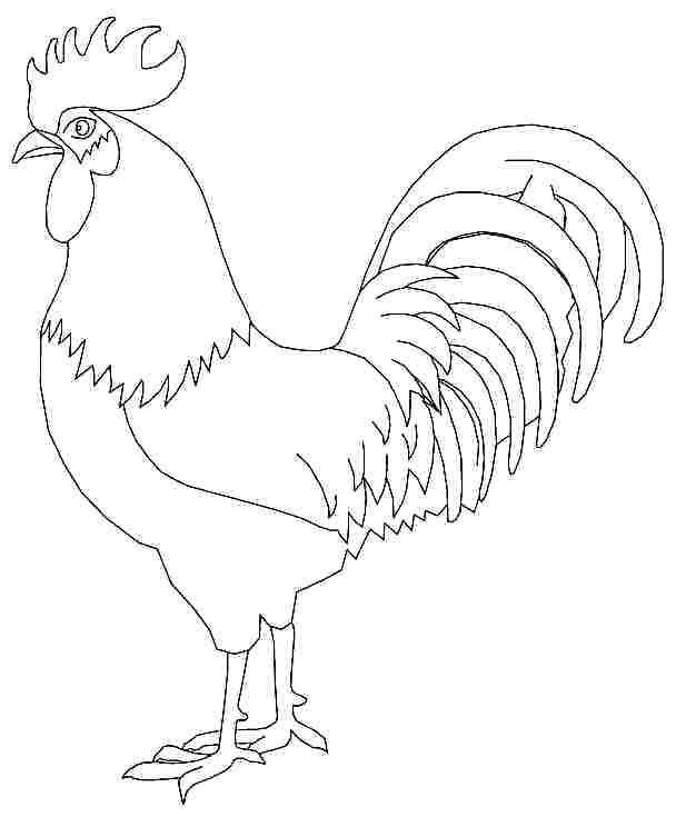 608x735 Coloring Rooster Genesisar.co