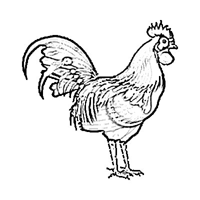400x400 Rooster Animal Sketch