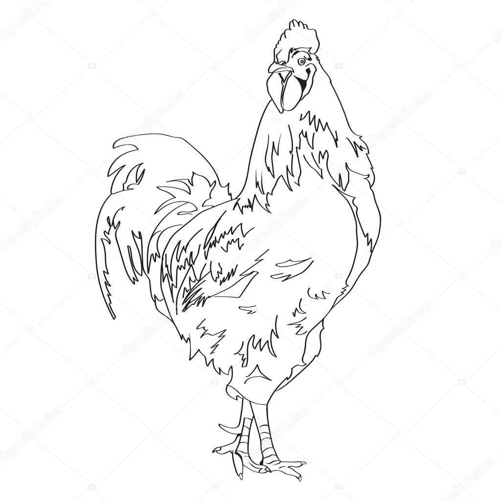 1024x1024 Sketch Drawing Of A Rooster 3 Stock Vector Irkasmorodina8