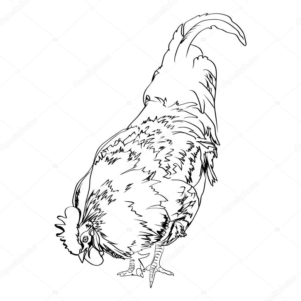 1024x1024 Sketch Drawing Of A Rooster Stock Vector Irkasmorodina8@gmail