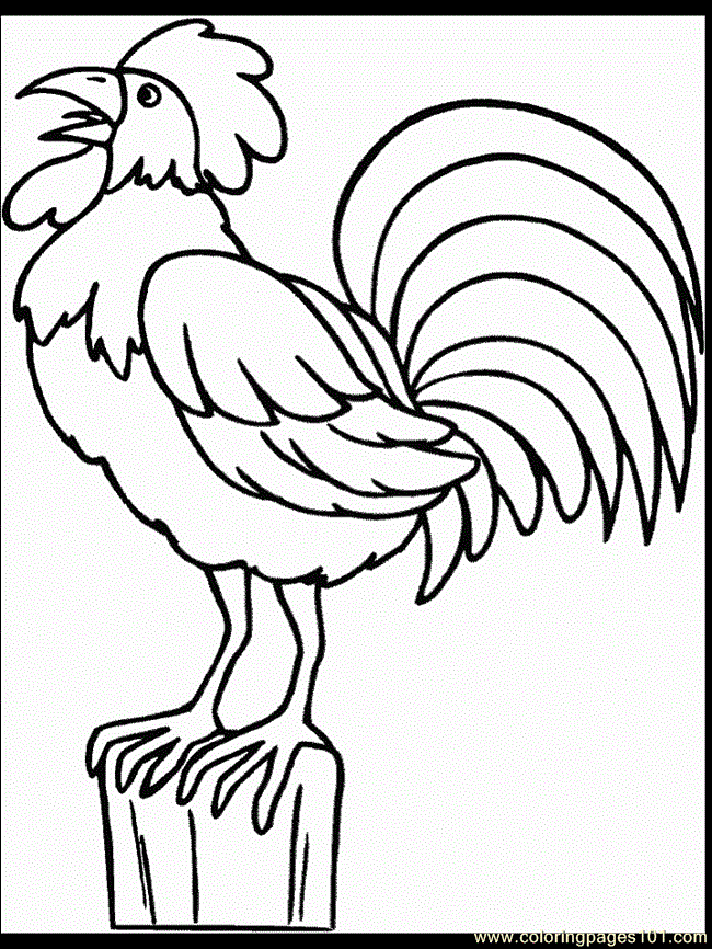 650x866 Free Rooster Pictures