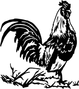 266x300 Chicken Rooster