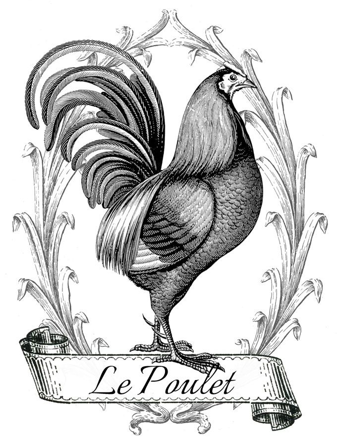 688x900 Drawn Rooster French