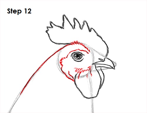 500x386 How To Draw A Rooster