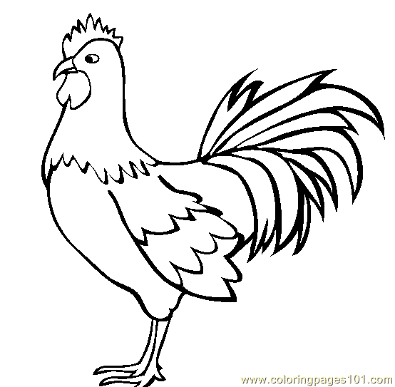 554x543 Rooster Coloring Page