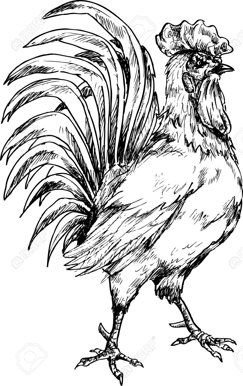 820x1300 Drawn Rooster