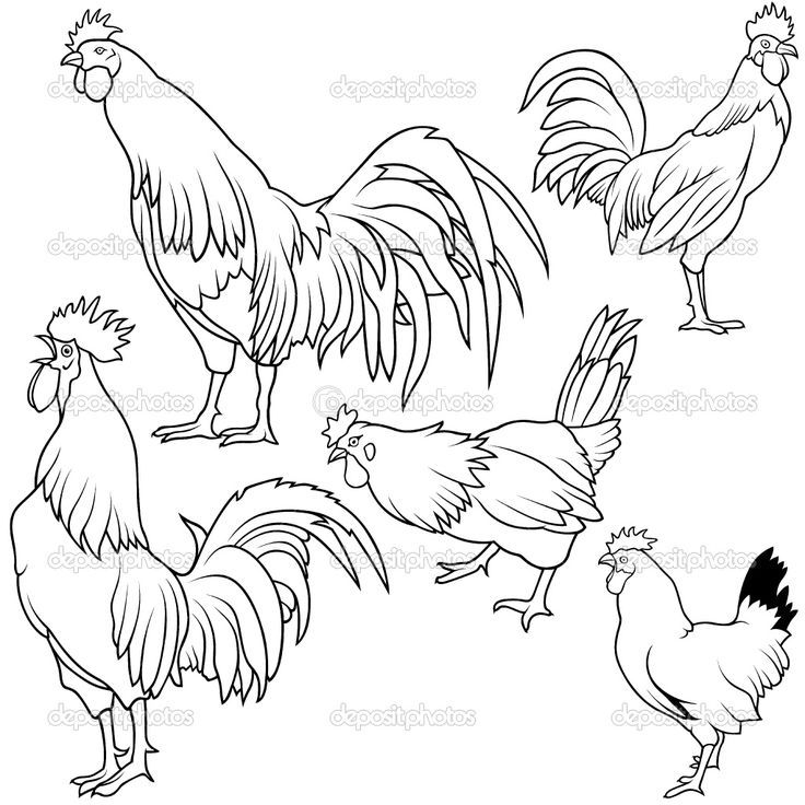 736x736 Roosters Art