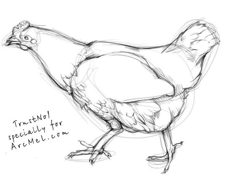 736x588 Drawn Rooster Rodeo