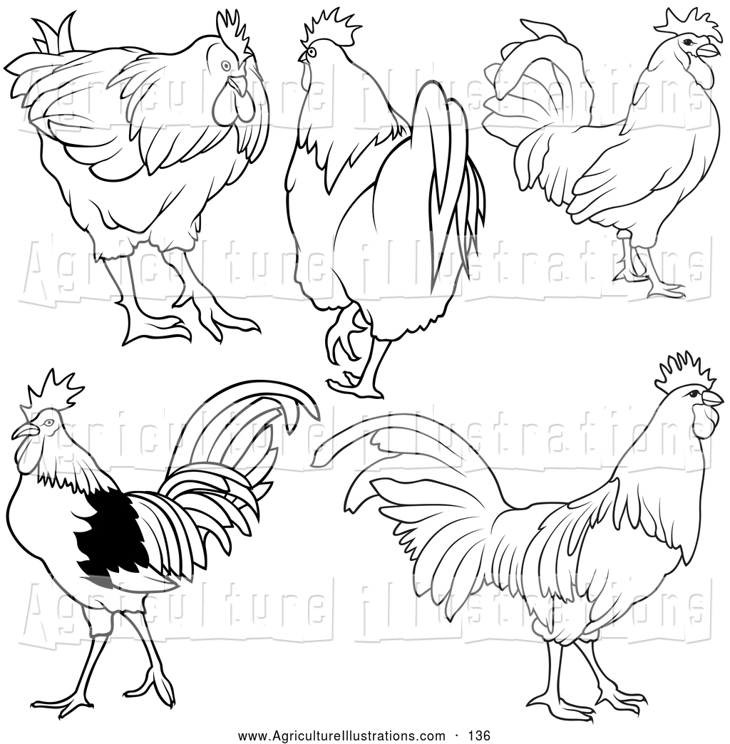 1024x1044 Royalty Free Rooster Stock Agriculture Designs