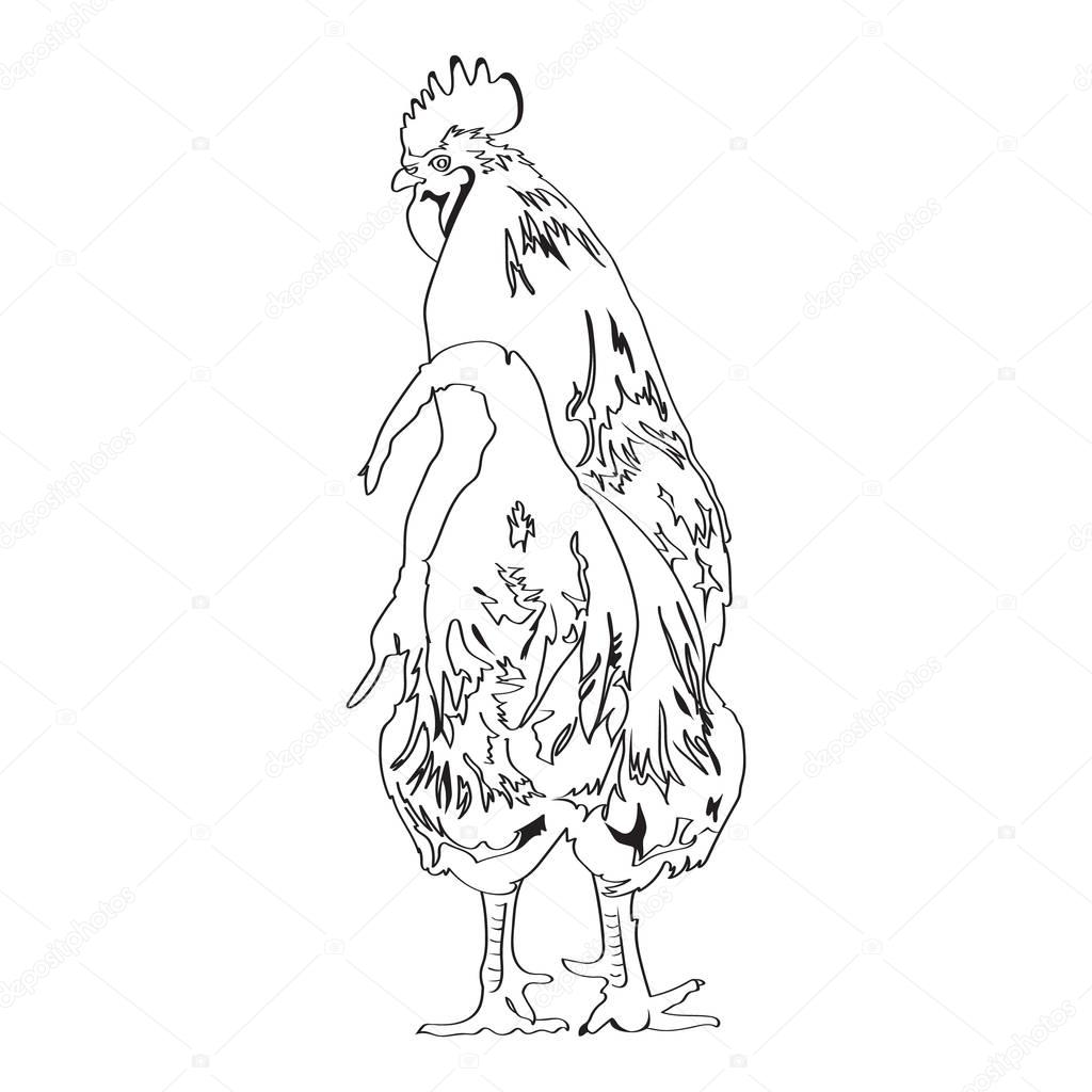 1024x1024 Sketch Drawing Of A Rooster 4 Stock Vector Irkasmorodina8