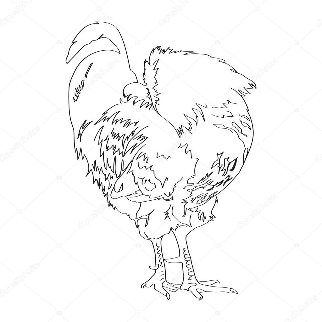1024x1024 Sketch Drawing Of A Rooster 5 Stock Vector Irkasmorodina8