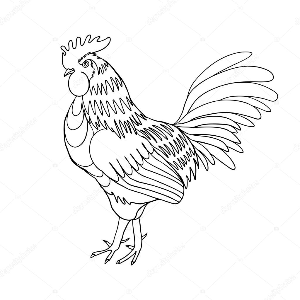 1024x1024 Hand Drawing Cock Or Rooster Stock Photo Goldenshrimp