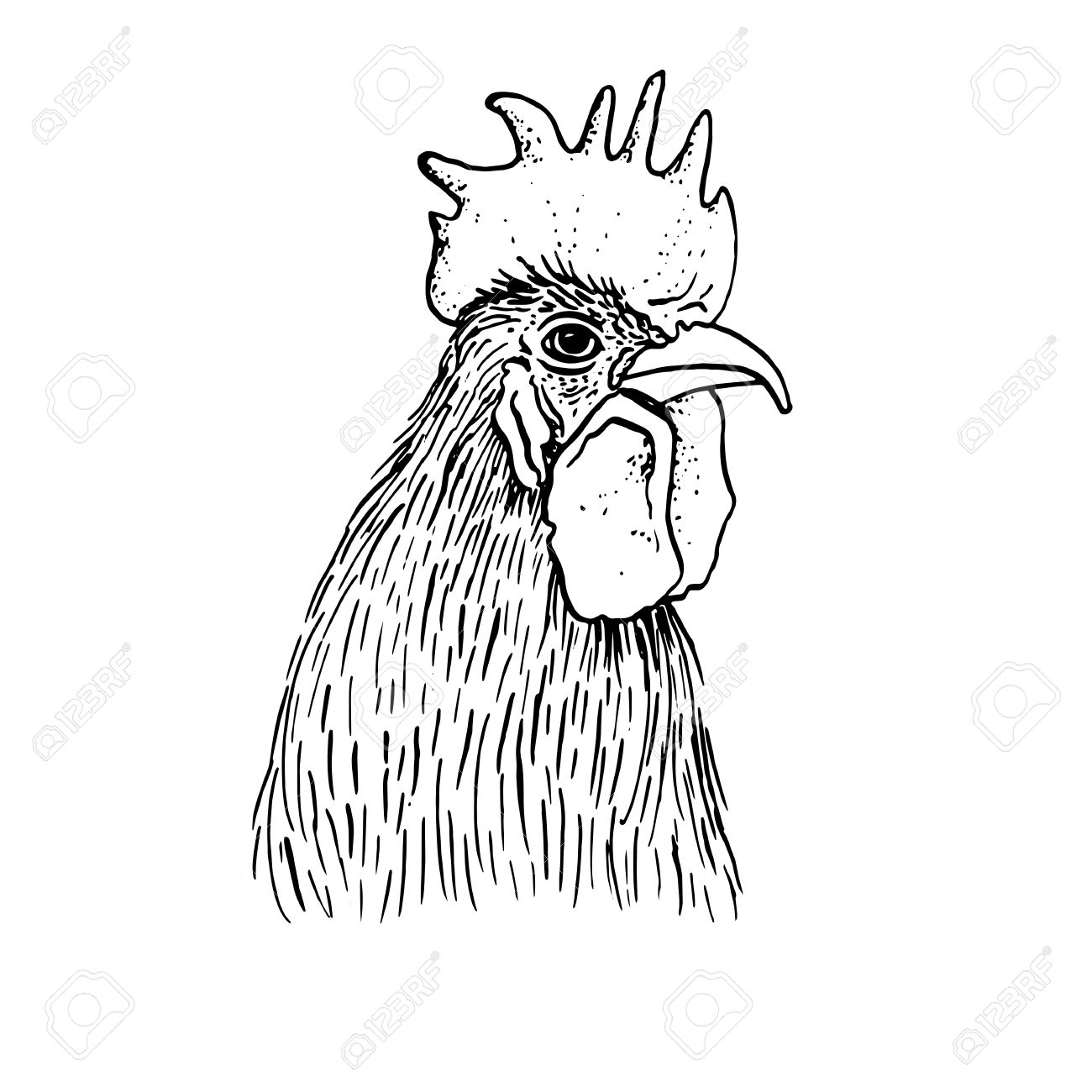 1300x1300 Head Of Cock,hand Drawn Roosters Head,artistic Ink Drawing