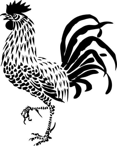 480x600 Rooster Drawing