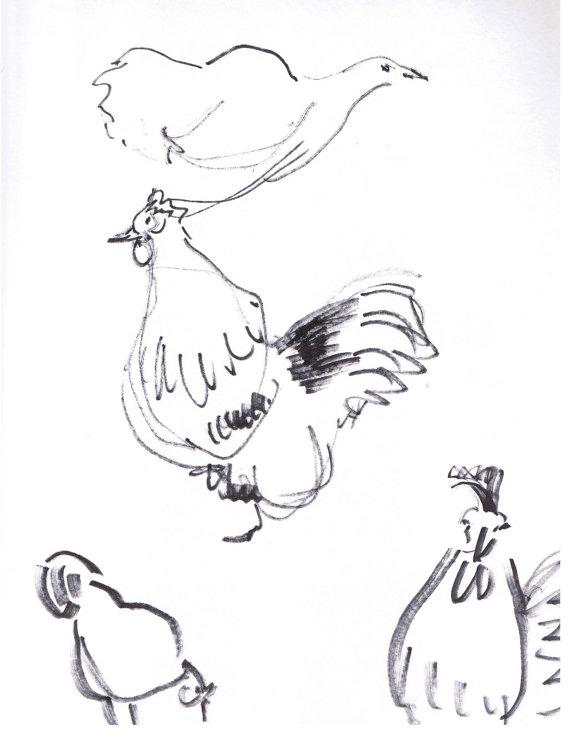 570x741 Chicken And Rooster Sketches, Original Gesture Drawings In Ink
