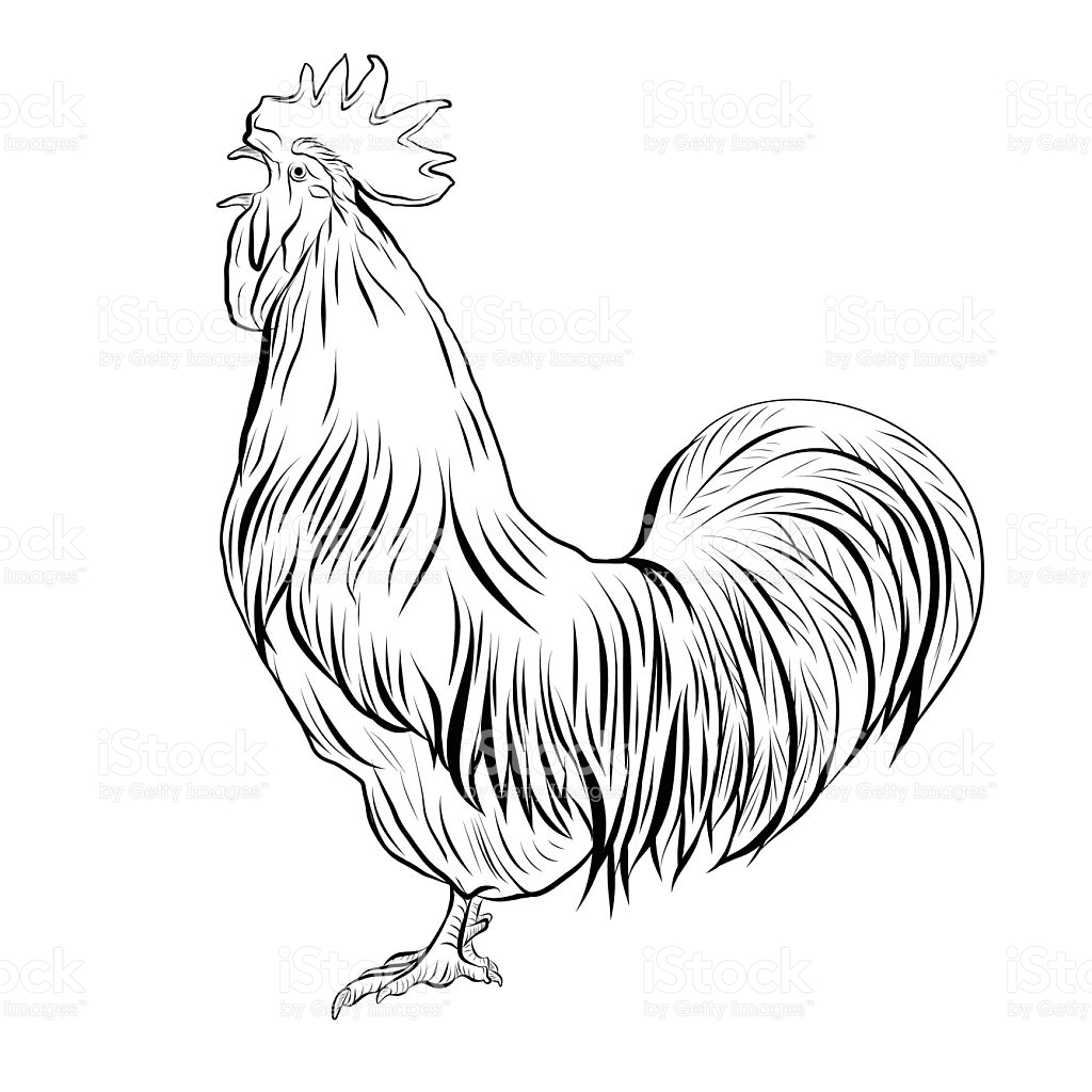 1024x1024 Drawn Rooster Hen