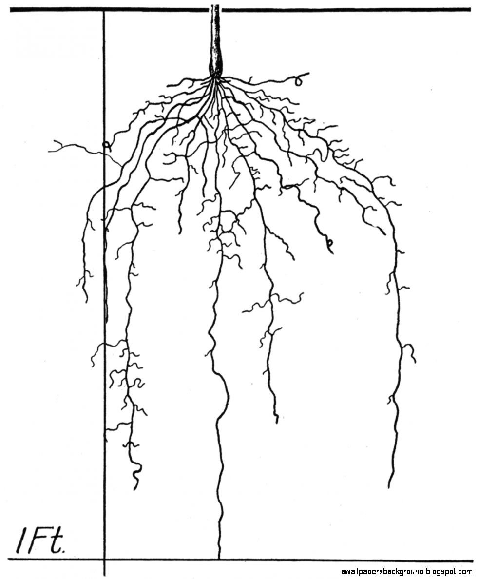 981x1188 Plant With Roots Drawing Wallpapers Background