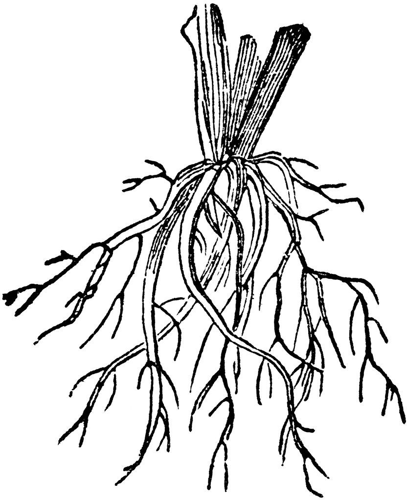 834x1024 Fibrous Root Clipart Etc