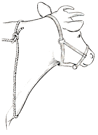 339x464 Rope Squeeze