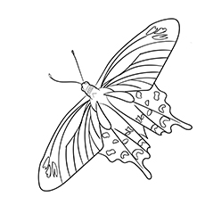 Rose And Butterfly Drawing at GetDrawings | Free download