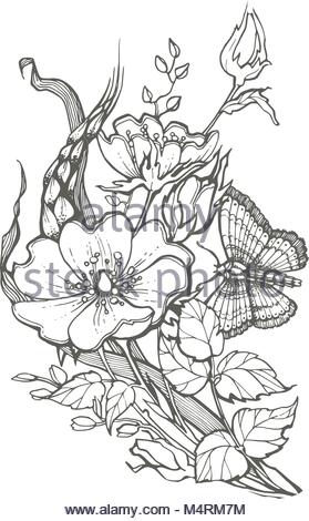 279x470 Wild Dog Rose Flowers With Butterfly Drawing Vector Clipart