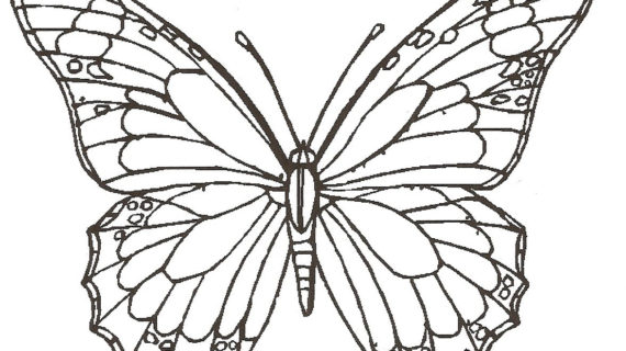 570x320 A Drawing Of A Butterfly How To Draw Butterfly, Rose Flower, Lady
