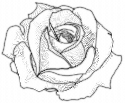 500x411 Coloring Pages Fancy Drawn Rose 23 Drawing Flowers Coloring