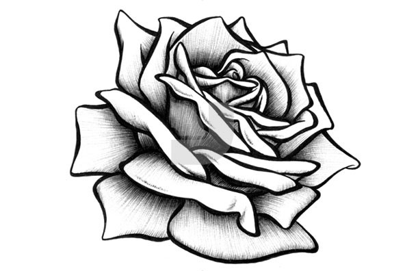 592x396 Interesting Design Ideas Drawn Rose Roses Step By Pictures Flower