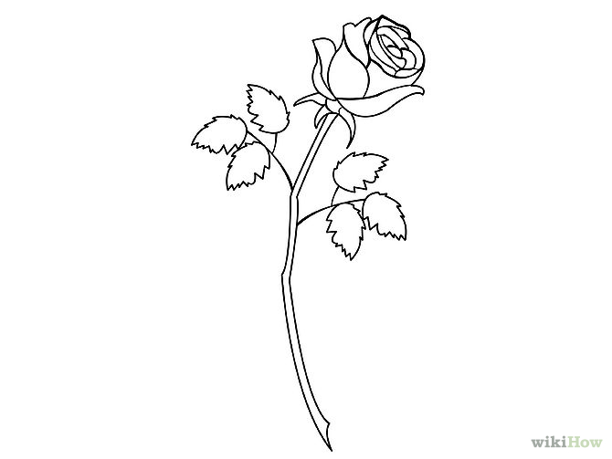 670x503 Gallery For Gt How To Draw Rose Step By Step Floral And Bouquet