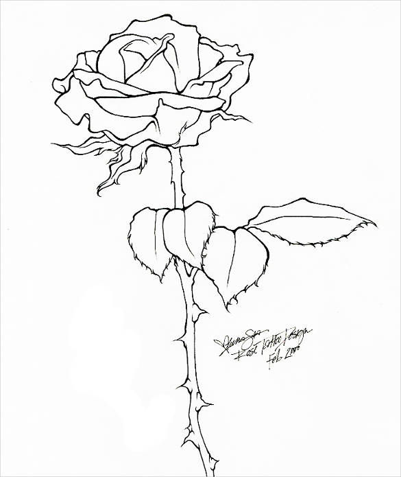 585x695 Rose Drawing Free Amp Premium Templates