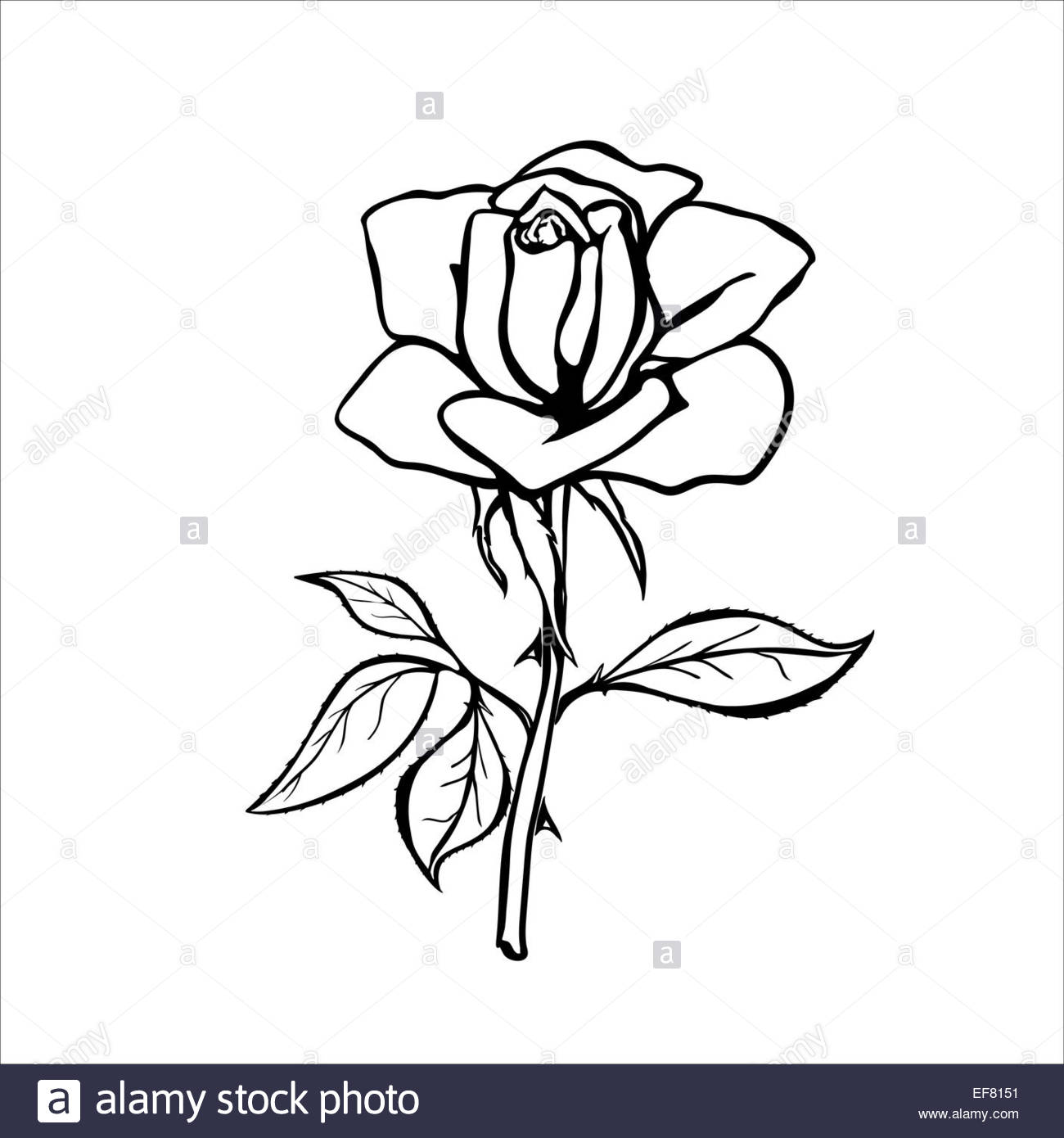 1300x1390 Rose Sketch. Black Outline On White Background. Eps 8 Stock