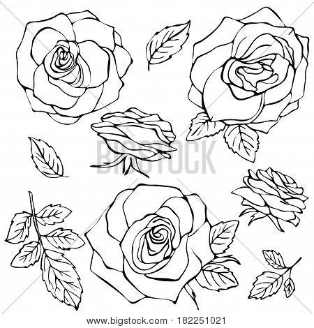 450x470 Sketch Rose Flower Set. Pencil Vector Amp Photo Bigstock