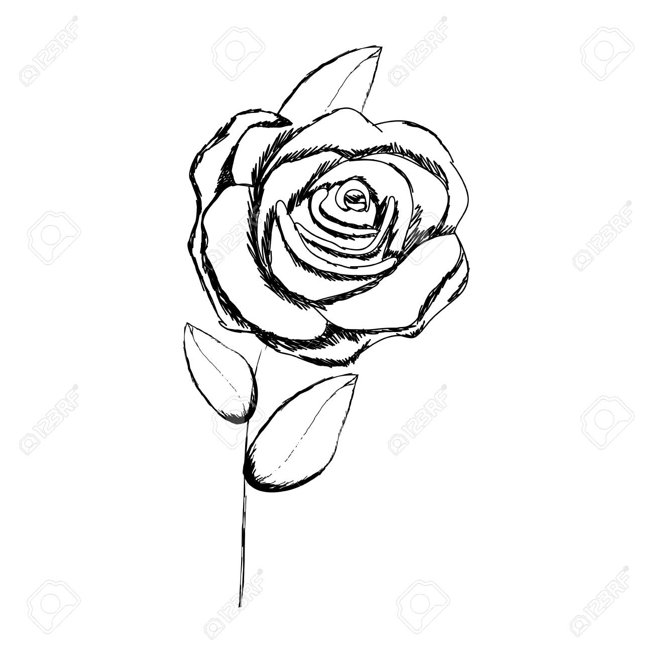 1300x1300 A Monochrome Sketch With Stem Of Rose With Flower And Leaves