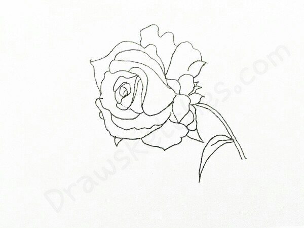 600x450 How To Draw A Rose In 16 Easy And Detailed Steps With (Pictures)