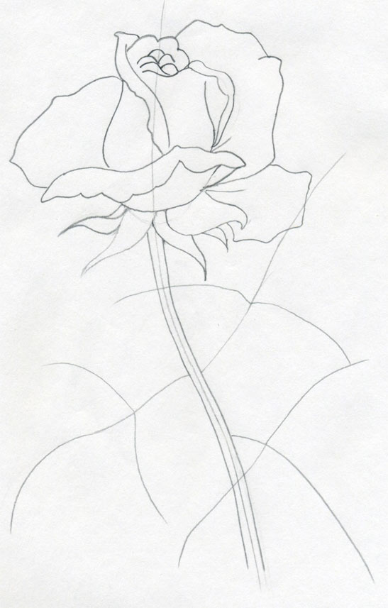 547x857 Draw A Rose Quickly, Simply And Easily
