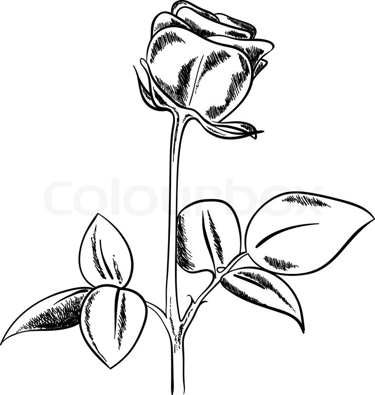 759x800 Black Sketch Of Rose On White Background Stock Vector Colourbox