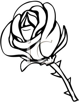 272x350 Drawing Clipart Rose