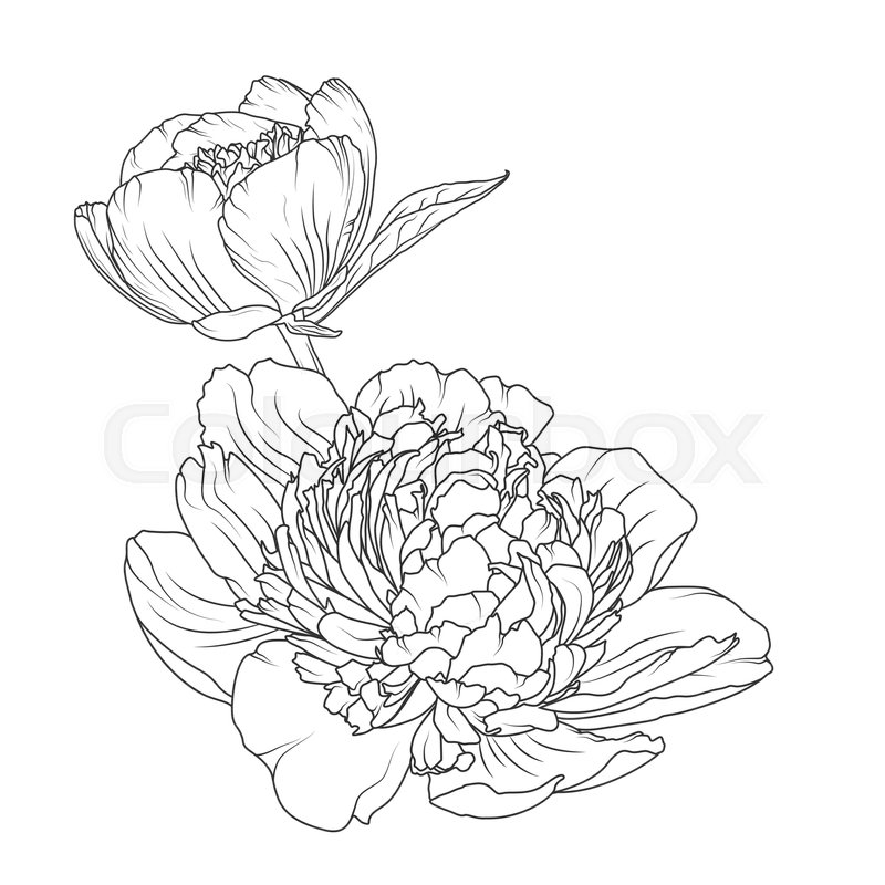 800x800 Peony Rose Blooming Garden Flowers Detailed Outline Sketch Drawing