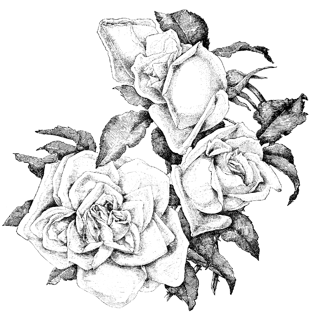1024x1024 Fancy Rose Border 1233n