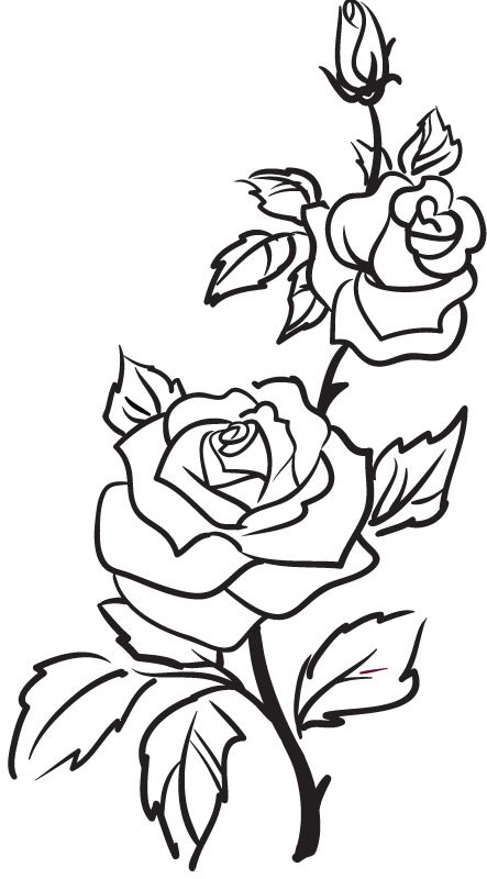 Rose Border Drawing