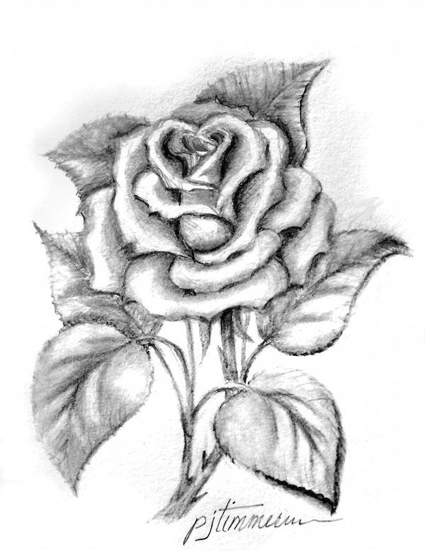 Rose Botanical Drawing at GetDrawings | Free download