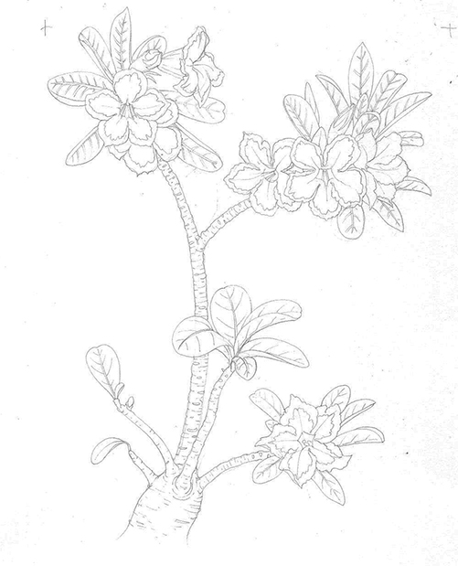 501x619 News Botanical Illustration Working From Photo Reference