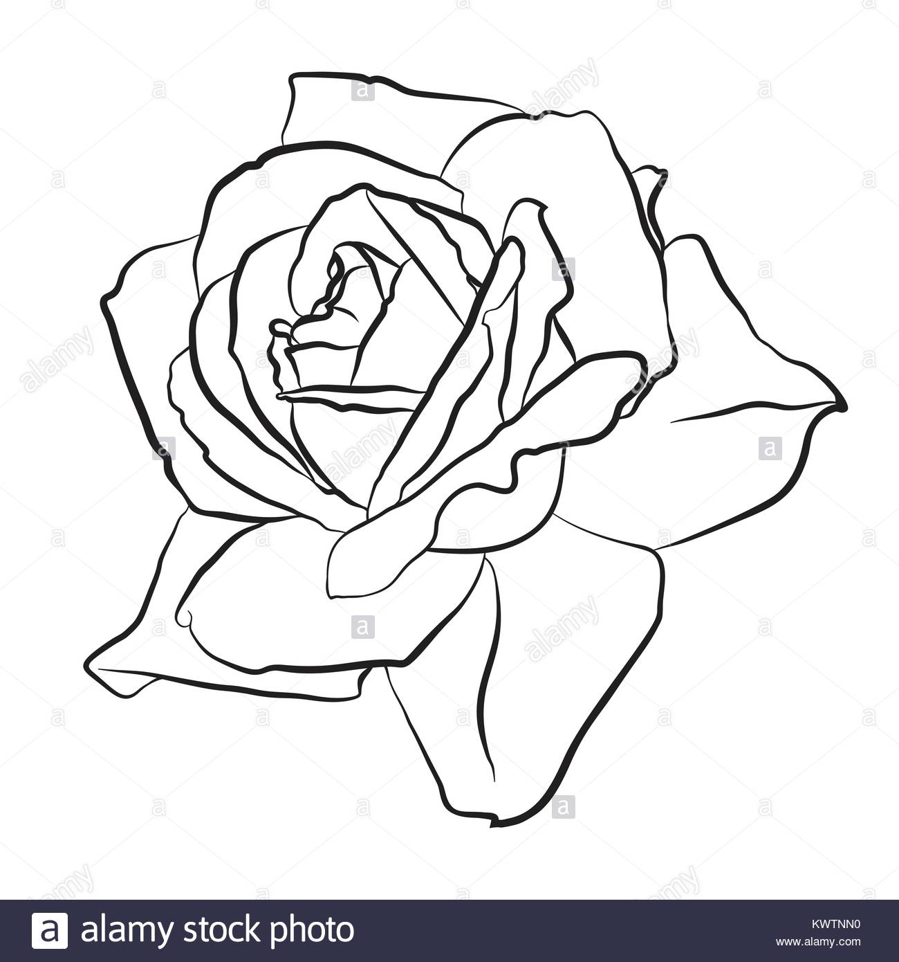 1300x1390 Beautiful Hand Drawn Sketch Rose, Isolated Black Contour On White