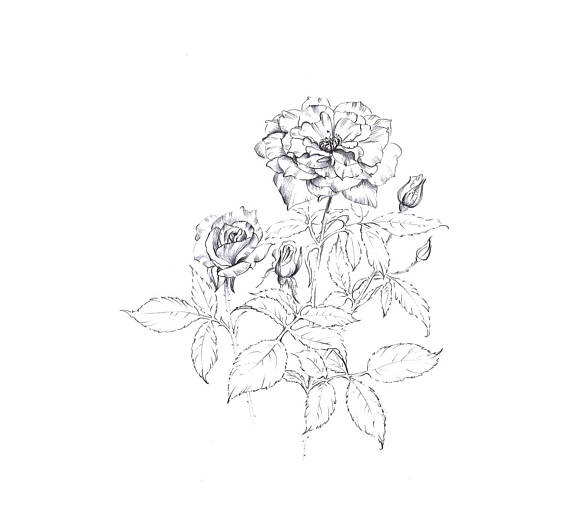 570x513 Rose Art Sketch Flower Artwork Downloads Line Drawing