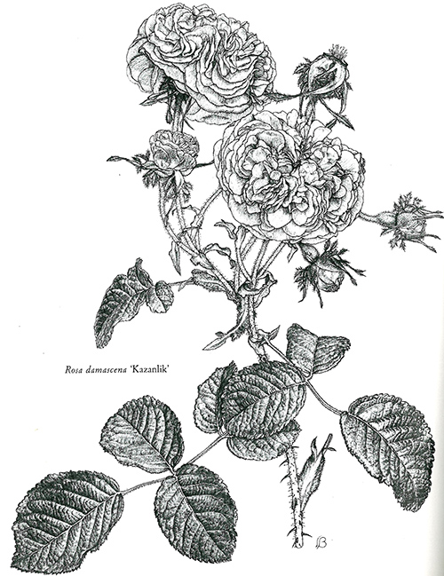 500x649 The Lioness, The Musk, And Monticello's Bell Garden Thomas