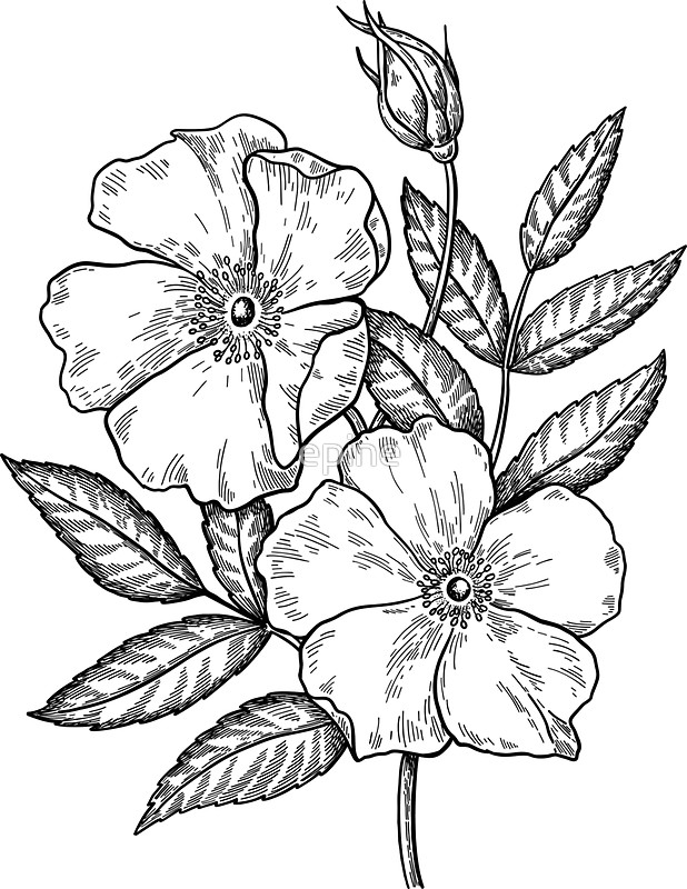 618x800 Wild Rose Botanical Drawing Stickers By Epine Redbubble