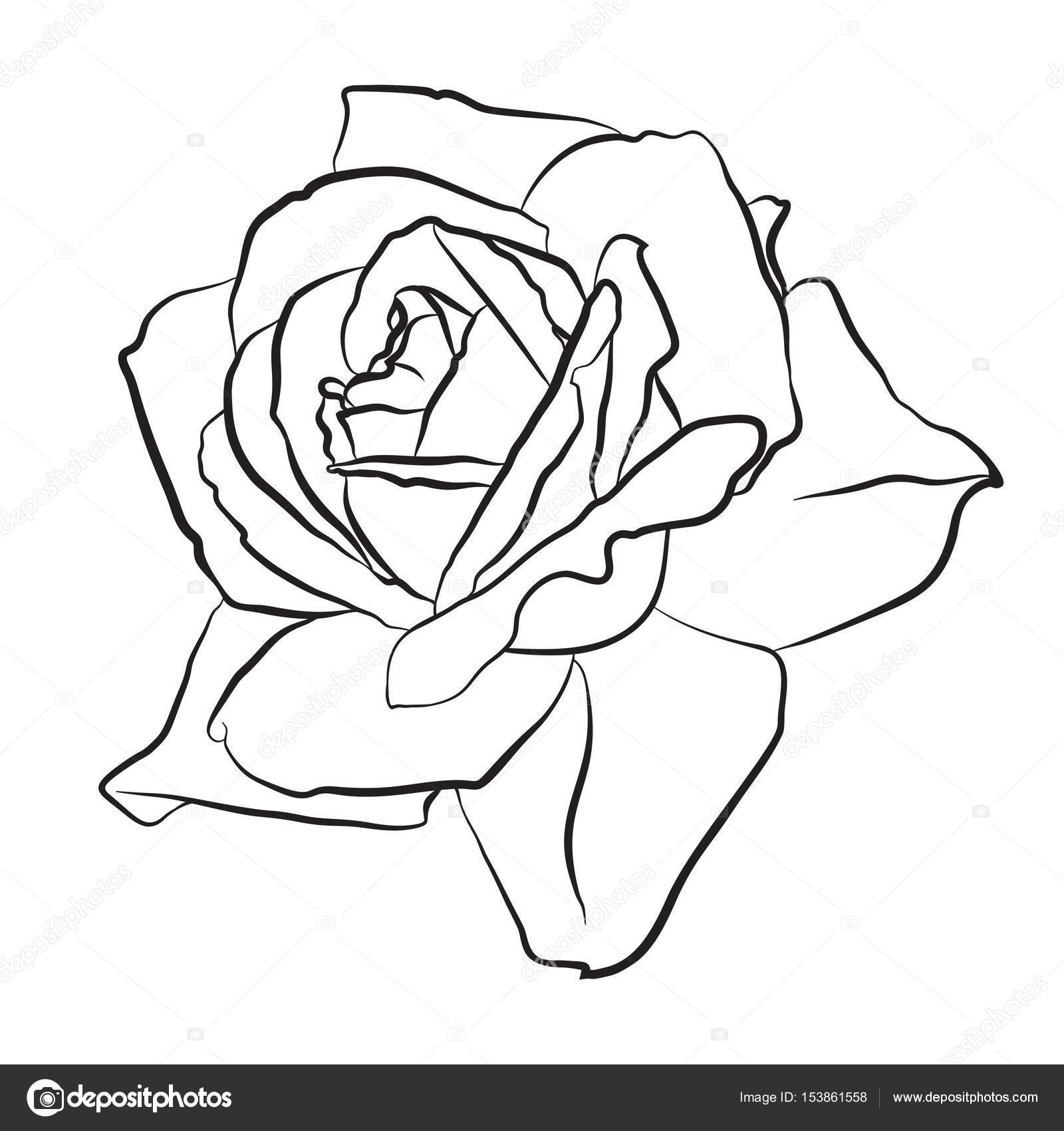1600x1700 Beautiful Hand Drawn Sketch Rose, Isolated Black Contur On White