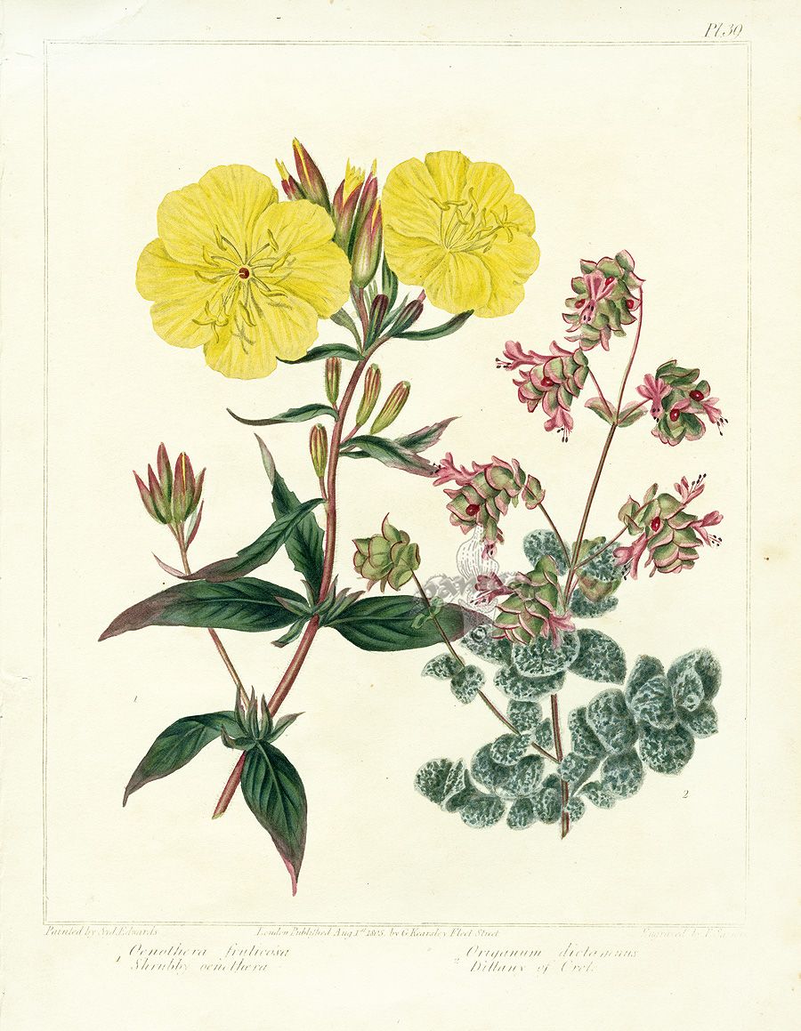 900x1159 Botanical Drawings Edwards Botanical Prints From Dickson'S