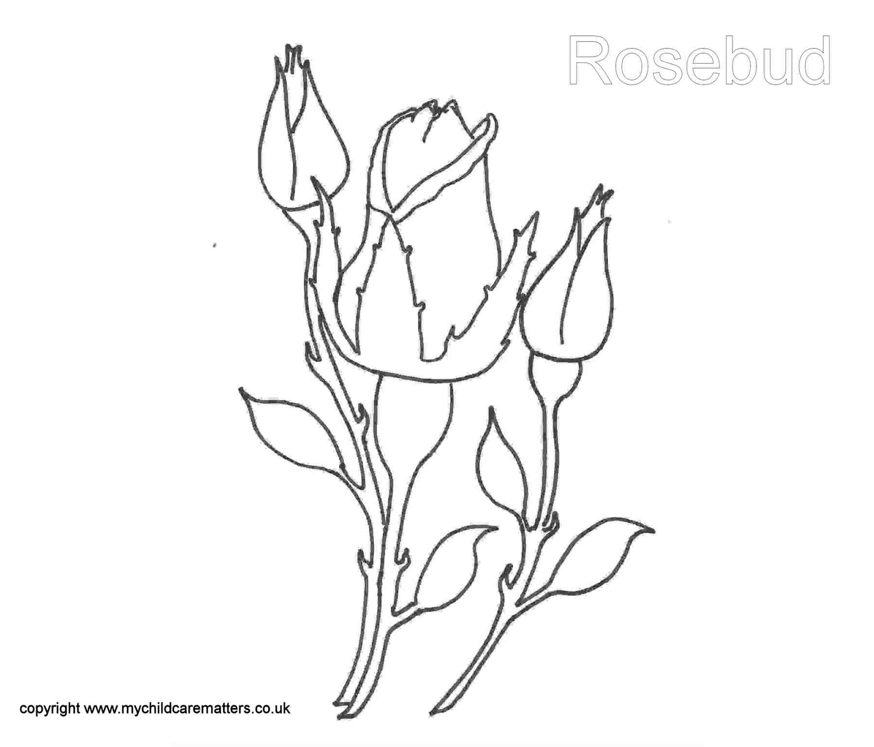 1798x1537 Rose Bud Rock Art Rose Buds, Rock Art And Project